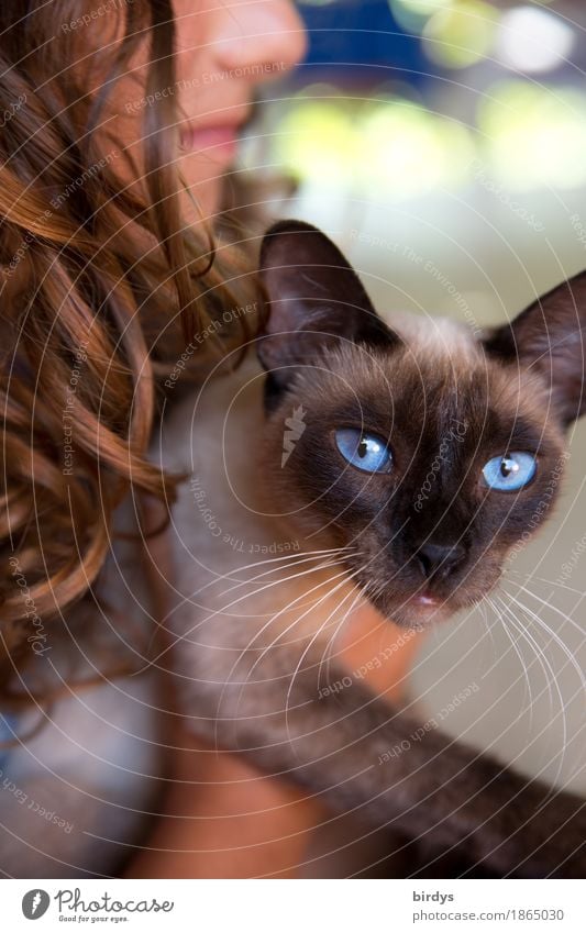 blue eyes Stil feminin Mädchen Junge Frau Jugendliche 1 Mensch brünett langhaarig Locken Haustier Katze Tier genießen leuchten Blick elegant exotisch