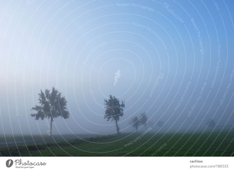 Gedankenfreiraum oben Herbst Nebel Baum Straße ästhetisch Unendlichkeit kalt blau Romantik Gelassenheit ruhig Traurigkeit Müdigkeit Sehnsucht Angst verstört