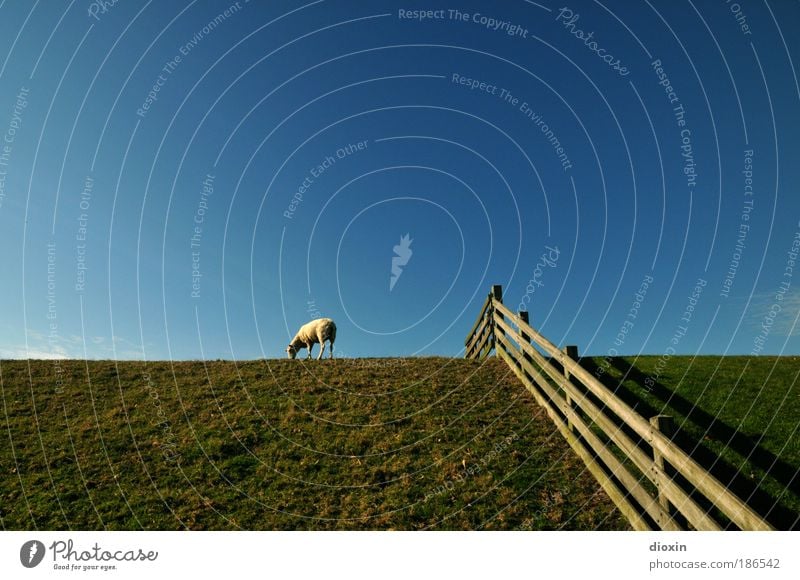 Der Deich lebt! Vol.2 Ferien & Urlaub & Reisen Tourismus Umwelt Natur Landschaft Pflanze Tier Himmel Wolkenloser Himmel Wetter Schönes Wetter Gras Wiese Küste