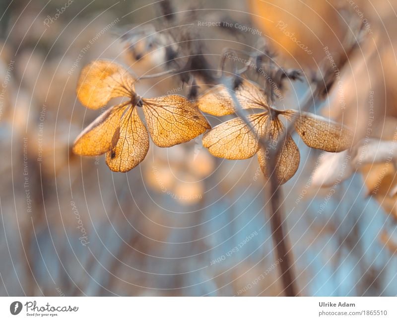 Verblühte Hortensien im warmen Herbstlicht elegant Stil Design einrichten Innenarchitektur Dekoration & Verzierung Tapete Bild Poster Trauerfeier Beerdigung