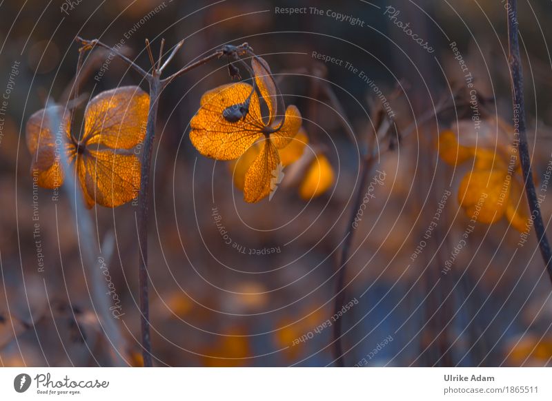 Verblühte Hortensien Design harmonisch Wohlgefühl Zufriedenheit Erholung Meditation Häusliches Leben einrichten Innenarchitektur Tapete Bild Postkarte Natur