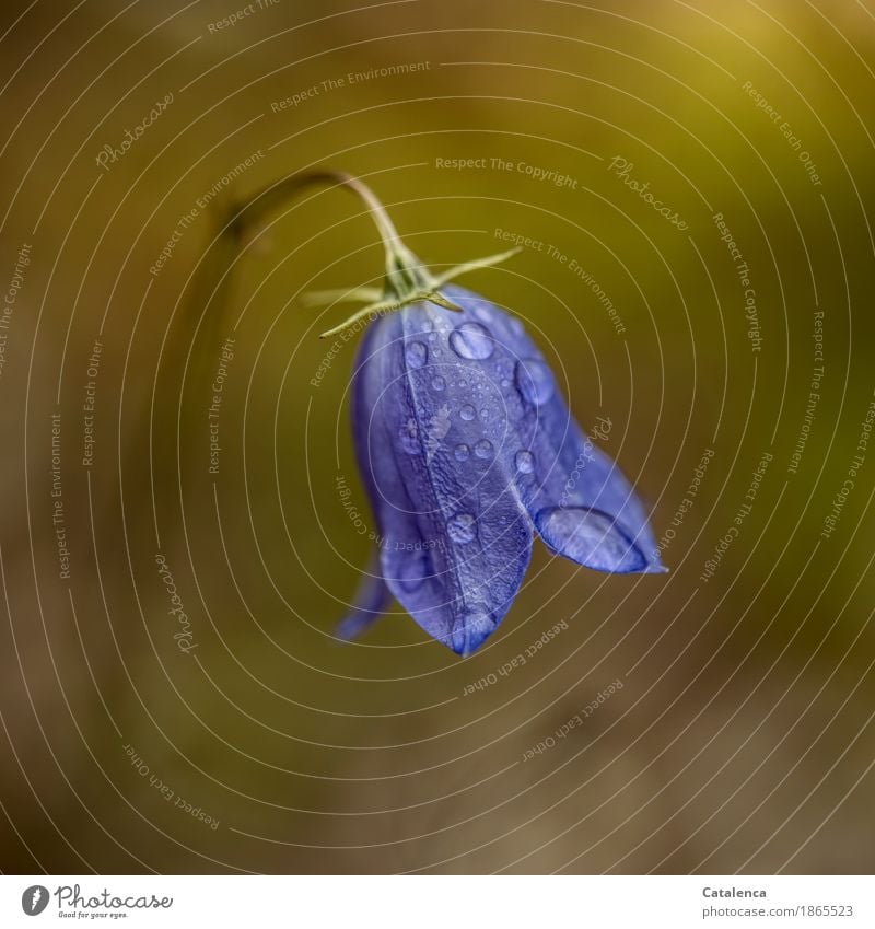 Regentag, eine nasse Glockenblume wandern Natur Pflanze Wassertropfen Sommer schlechtes Wetter Blume Blüte Wiese Blumenwiese Blühend Wachstum ästhetisch