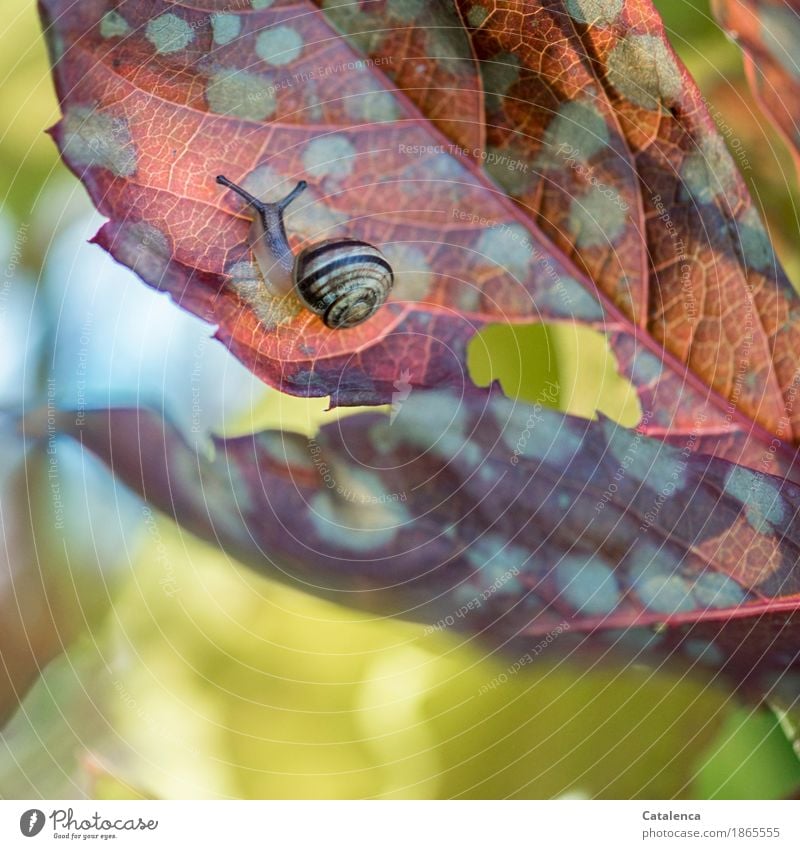 Auf der Blattoberseite des Wilden Weins kriecht eine Schnecke Natur Pflanze Tier Herbst Wildpflanze Wilder Wein Garten 1 Bewegung verblüht ästhetisch glänzend