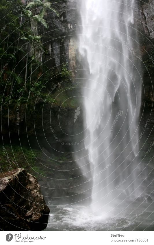 Protesterfall Natur Landschaft Pflanze Urelemente Wasser Wassertropfen Sommer schlechtes Wetter Nebel Regen Wärme Moos Grünpflanze exotisch Urwald Schlucht