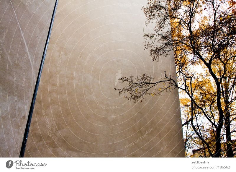 Friedenauer Mauer Herbst Jahreszeiten Hinterhof hinterhaus seitenflügel Haus Gebäude Brandmauer Mieter Vermieter Baum Ast Zweig Blatt Herbstlaub Schatten