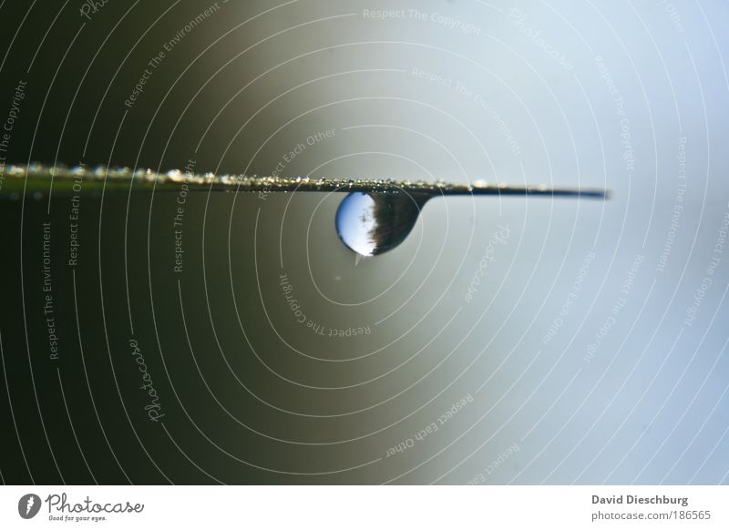 ---------O--- Umwelt Natur Pflanze Wassertropfen Gras Grünpflanze grün silber feucht Tau rund glänzend nass Farbfoto Außenaufnahme Nahaufnahme Detailaufnahme