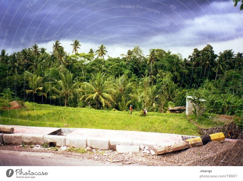 Balinesischer Urwald Insel Indonesien Asien Natur Wald Palme Unwetter Wolken heiß Straße Ferien & Urlaub & Reisen Reisefotografie Vacation leave and travel