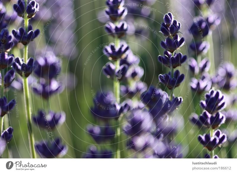 lila - lavendel Umwelt Natur Landschaft Pflanze Sommer Schönes Wetter Wildpflanze Wiese Stadtrand Menschenleer ästhetisch natürlich Gefühle Stimmung