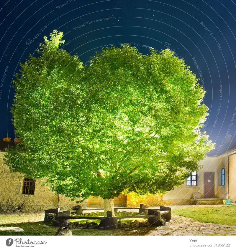 Grüner glühender Baum im Nachtpark Sonne Haus Garten Natur Landschaft Pflanze Himmel Nachthimmel Stern Sonnenaufgang Sonnenuntergang Gras Blatt Park Kleinstadt