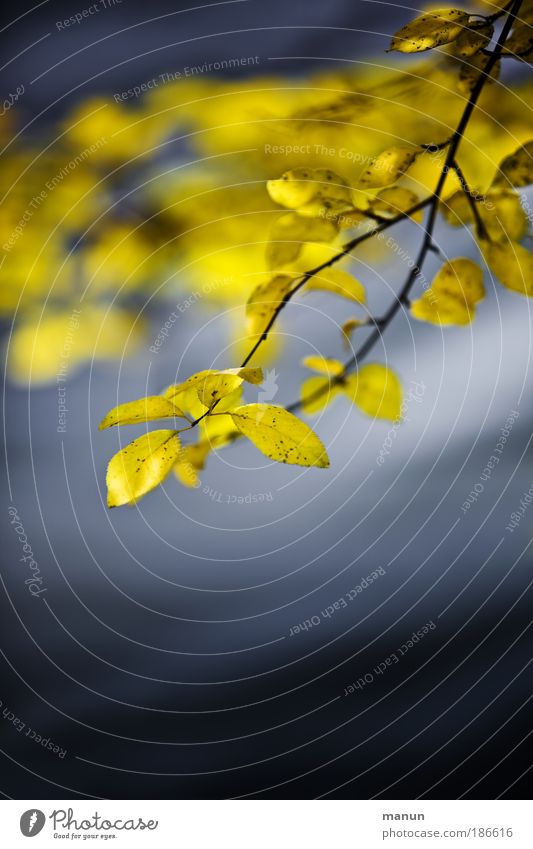 Bonjour tristesse Sinnesorgane ruhig Trauerfeier Beerdigung Natur Wasser Herbst Baum Blatt Ast Herbstlaub Herbstfärbung herbstlich Park Seeufer Erholung