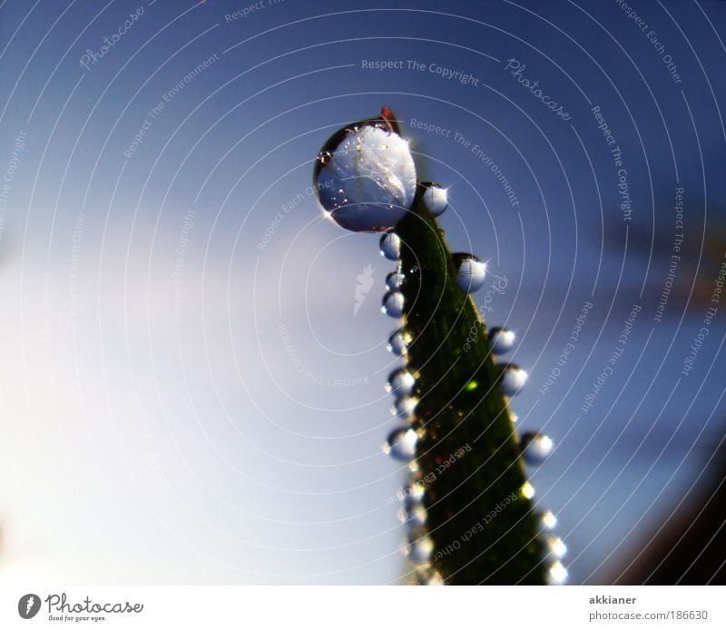 Frisch aufgetaut Umwelt Natur Pflanze Urelemente Erde Luft Wasser Wassertropfen Himmel Wolkenloser Himmel Frühling Sommer Herbst Wetter Schönes Wetter Gras