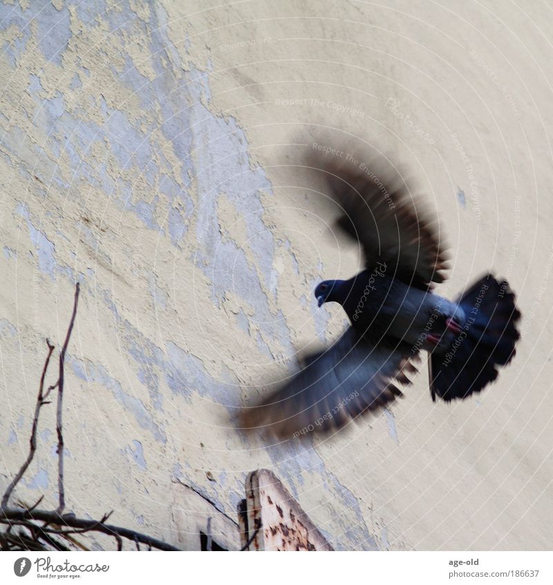 Flatterhaft Jagd Freiheit Umwelt Natur Luft Sonnenlicht Efeu Altstadt Menschenleer Mauer Wand Tier Vogel Taube 1 Bewegung fliegen ästhetisch elegant exotisch