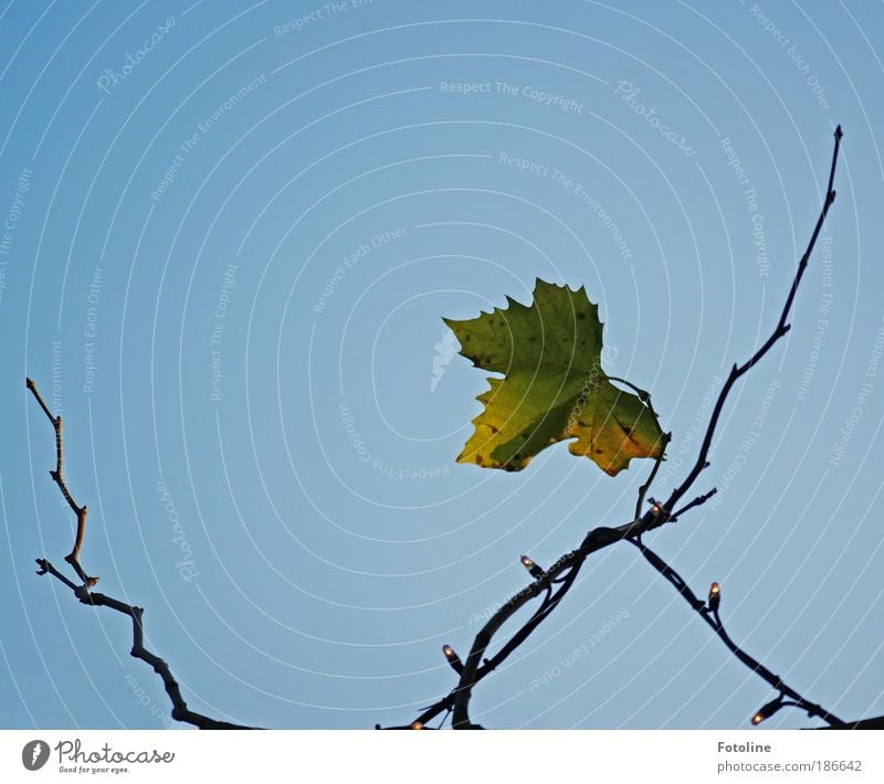 Einsam Umwelt Natur Pflanze Luft Himmel Wolkenloser Himmel Herbst Wetter Schönes Wetter Blatt Wildpflanze Park hell kalt natürlich trist trocken blau gelb grün