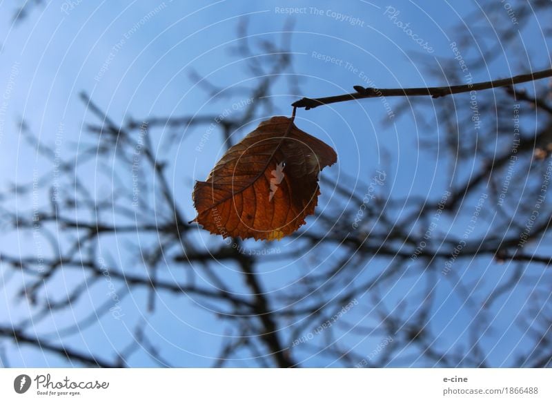 Das letzte Herbstblatt Natur Pflanze Himmel Schönes Wetter Dürre Baum Blatt Ast Trocken Wiese Feld hängen alt blau braun gelb gold Zufriedenheit Tapferkeit