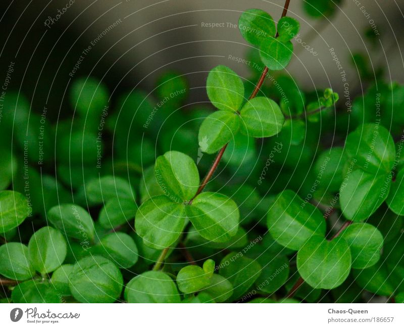 wildes Grün Glück Wohnung Natur Sommer Pflanze Blatt Grünpflanze Topfpflanze authentisch frisch natürlich grün Frühlingsgefühle Optimismus Leben Umwelt Wachstum