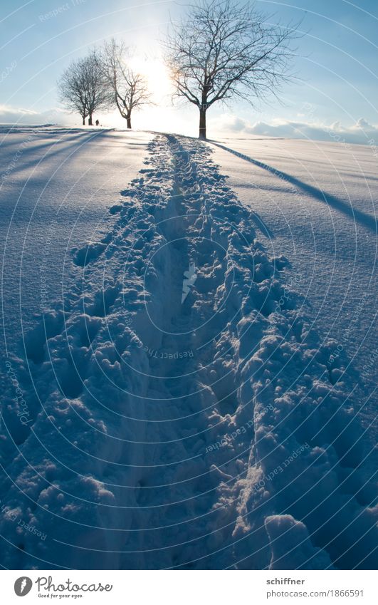 We will go straight for the sun Winter Schönes Wetter Schnee Baum kalt einzigartig Erholung Wege & Pfade Ziel Zufriedenheit Schneelandschaft Schneedecke Sonne