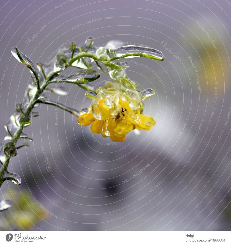 erstarrt ... Umwelt Natur Pflanze Winter Eis Frost Blüte Nutzpflanze Feld Blühend frieren hängen authentisch außergewöhnlich kalt natürlich gelb grau grün weiß