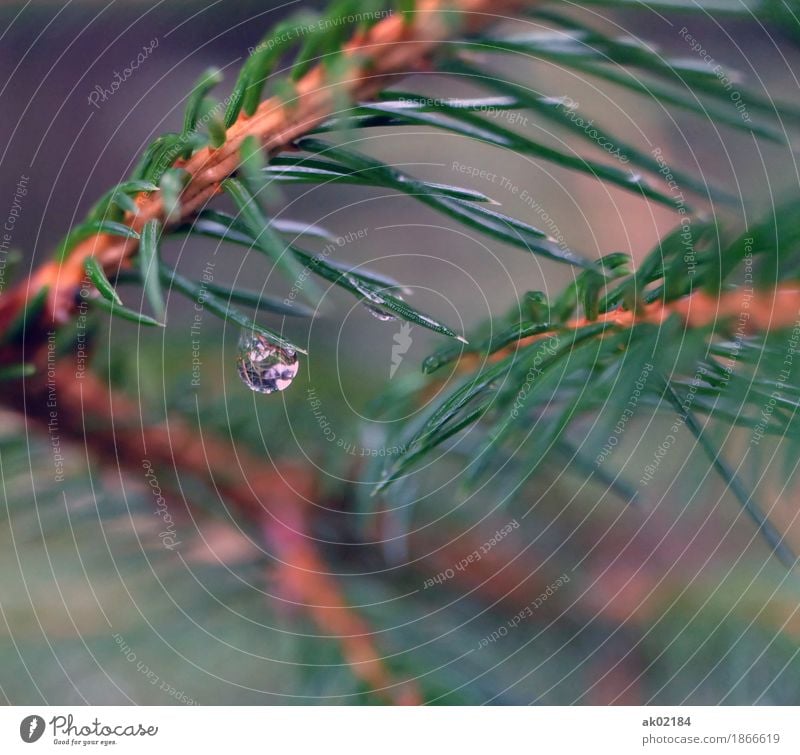 Regentropfen auf einem Fichtenzweig Umwelt Natur Landschaft Pflanze Wasser Wassertropfen Herbst schlechtes Wetter Baum Wald Flüssigkeit glänzend kalt stachelig