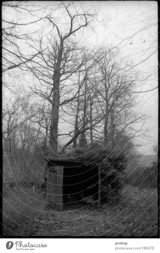 Meine ganz private Hölle Umwelt Natur Landschaft Pflanze Himmel Baum Gras Wald Hütte Gefühle Tod Müdigkeit Enttäuschung Einsamkeit Endzeitstimmung Freiheit