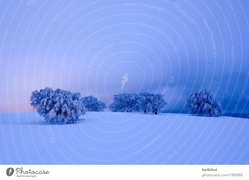 Winterstimmung Schnee Winterurlaub Berge u. Gebirge Umwelt Natur Landschaft Pflanze Erde Himmel Baum Wiese Denken Erholung frieren fantastisch gigantisch kalt