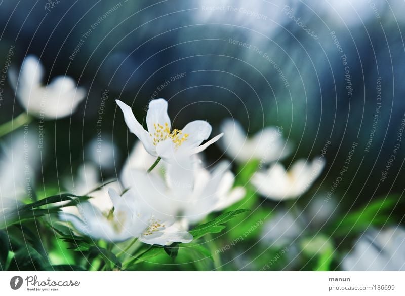 nach dem Frost harmonisch Wohlgefühl Sinnesorgane Erholung Duft Feste & Feiern Muttertag Natur Frühling Blume Blatt Blüte Wildpflanze Buschwindröschen Anemonen