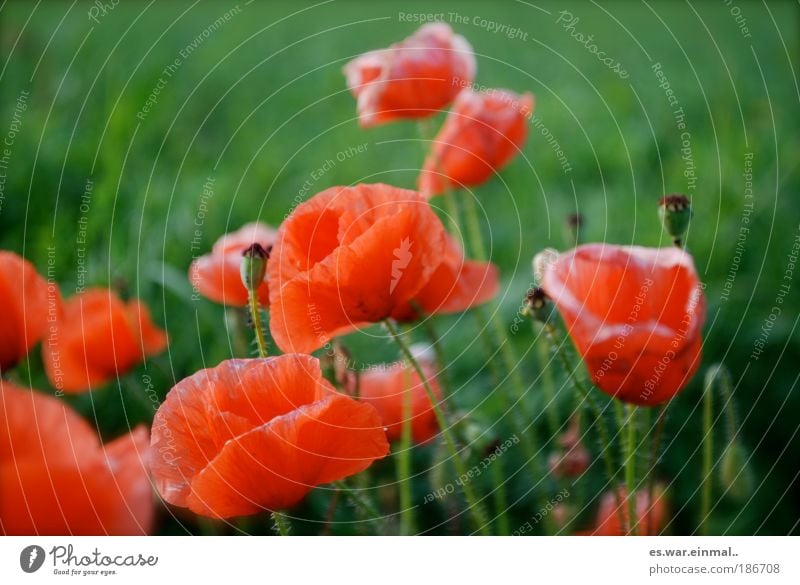 komplementär. Bioprodukte harmonisch Wohlgefühl Zufriedenheit Erholung ruhig Duft Natur Landschaft Pflanze Frühling Sommer Blume Blüte Wildpflanze Mohn