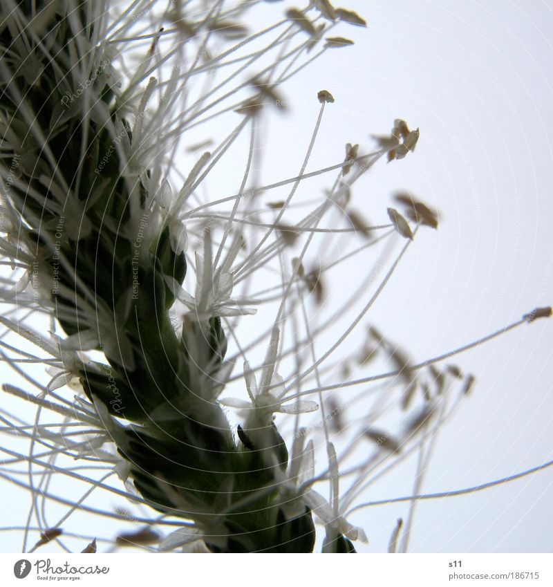 WiesenBlümchen Umwelt Natur Pflanze Sommer Blume Gras Blüte Park ästhetisch dünn elegant grün weiß Staubfäden Stern (Symbol) Stempel Blütenblatt Nähgarn fein