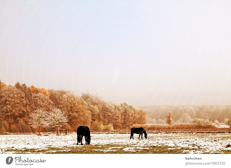 winterpferde Natur Pflanze Tier Himmel Wolken Herbst Winter Eis Frost Schnee Baum Gras Sträucher Wiese Feld Wald Pferd 2 Fressen frieren kalt schön gefroren