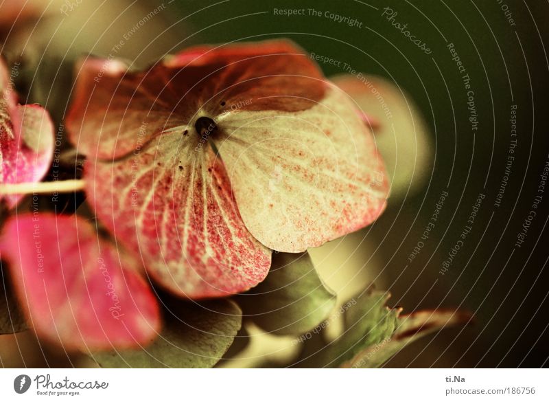 Du bist die Beste Umwelt Natur Landschaft Pflanze Sommer Herbst Klima Blume Blatt Blüte Hortensie Hortensienblüte Blühend schön Außenaufnahme Nahaufnahme