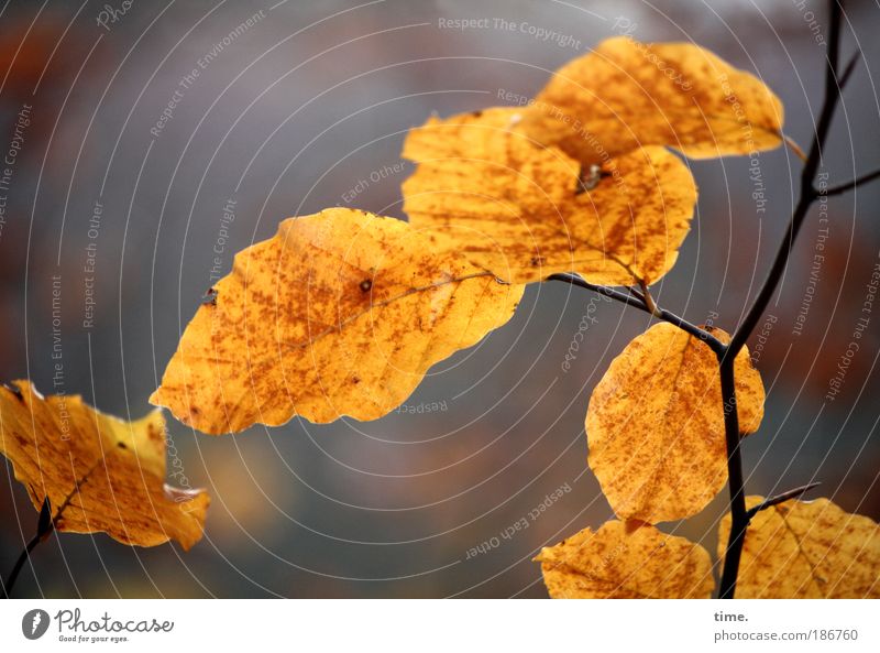 Au revoir für dieses Jahr Herbst Blatt goldgelb Gedeckte Farben Außenaufnahme Ast Buche Tod Vergänglichkeit Unterholz Spaziergang Zuneigung Kommunikation