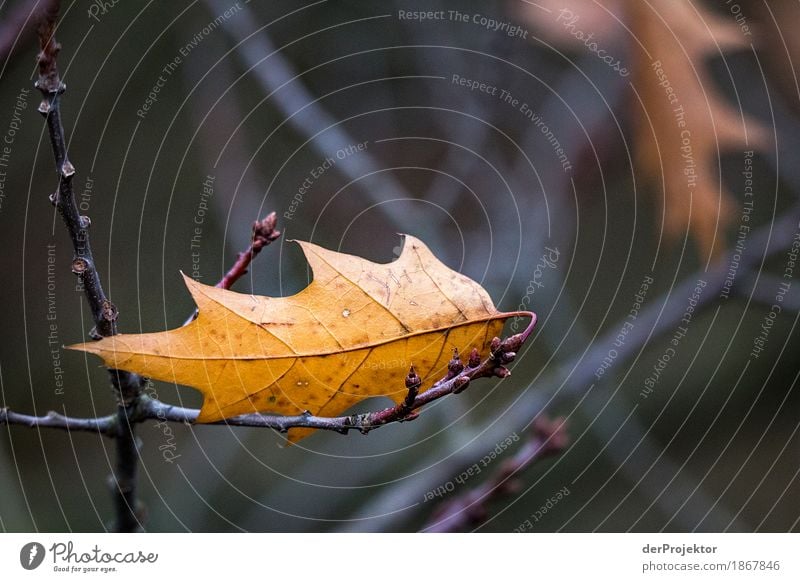 Das letzte Blatt Ferien & Urlaub & Reisen Tourismus Ausflug Ferne Freiheit wandern Umwelt Natur Landschaft Pflanze Tier Herbst schlechtes Wetter Baum Wald