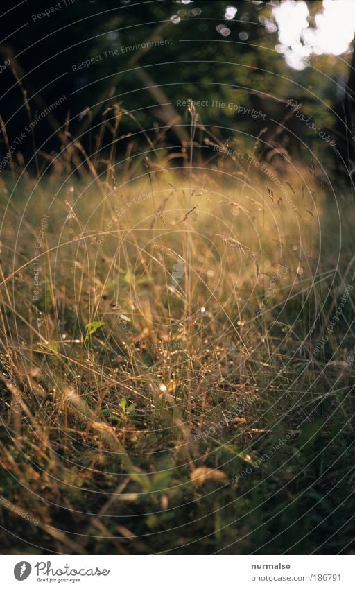 heiß war es im Sommer Erholung Freizeit & Hobby Jagd Ferien & Urlaub & Reisen Traumhaus Kunst Umwelt Natur Pflanze Schönes Wetter Gras Park Wiese atmen knien