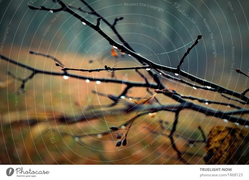 Novemberblues 2 Natur Landschaft Pflanze Wassertropfen Herbst Klima schlechtes Wetter Regen Baum Gras Sträucher Park Wald blau braun schwarz silber Romantik