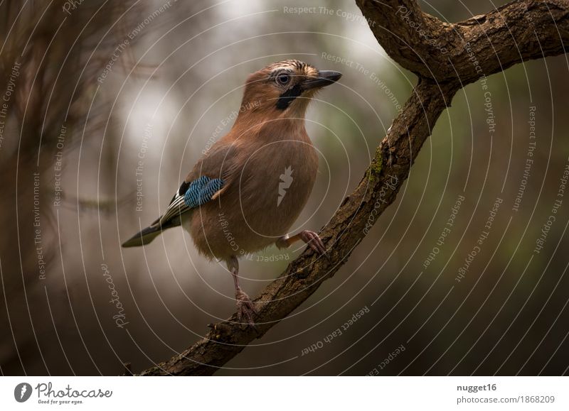 Eichelhäher Umwelt Natur Tier Sommer Herbst Nebel Baum Garten Park Wald Wildtier Vogel Tiergesicht Flügel 1 beobachten ästhetisch außergewöhnlich schön Neugier