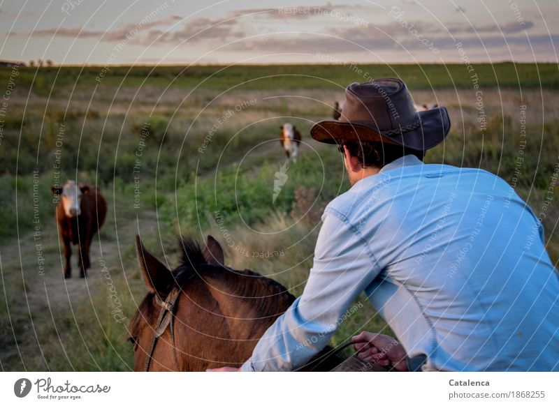 Weg zurück, Reiter im Vordergrund. Rinder auf dem Weg Reiten Junger Mann Jugendliche 18-30 Jahre Erwachsene Natur Landschaft Pflanze Tier Horizont