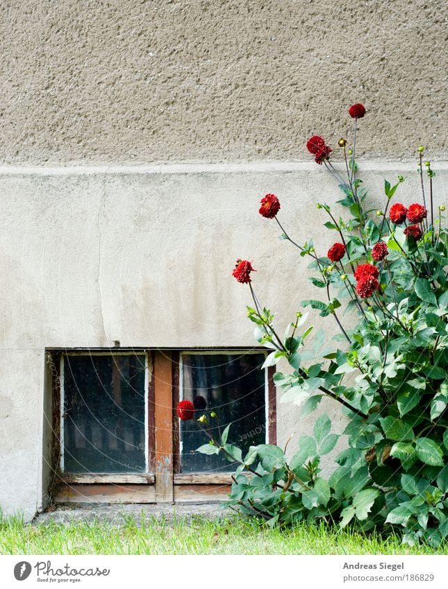 Tristesse Häusliches Leben Wohnung Haus Natur Landschaft Blume Gras Sträucher Garten Wiese Mauer Wand Fassade Fenster Kellerfenster Stein Beton alt trist grau