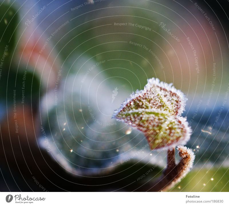 Efeu gezuckert Umwelt Natur Pflanze Herbst Winter Wetter Schönes Wetter Eis Frost Blatt frisch glänzend hell kalt klein nah natürlich grün rot weiß Zucker