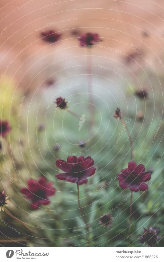 herbst blumen swirly bokeh Lifestyle harmonisch Sinnesorgane Freizeit & Hobby Tourismus Garten Erntedankfest Pflanze Tier Blume Blatt Blüte Grünpflanze Gerbera