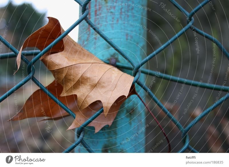 i need help Natur Himmel Herbst Blatt Stadtrand Metall Stahl Netz hängen warten alt blau braun Sehnsucht Angst hilflos allein Einsamkeit verfangen eingerollt