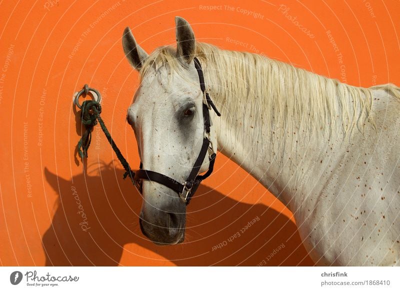 Lipizzaner angebunden an oranger Wand Haare & Frisuren Reiten Tier Pferd 1 Knoten füttern ästhetisch weiß Schimmel lippizaner Stute Farbfoto Außenaufnahme Tag