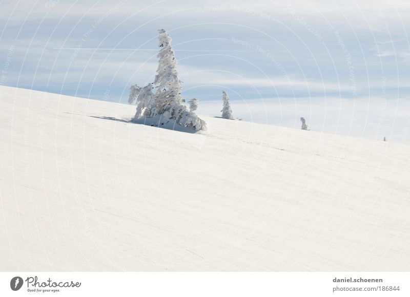 Weihnachtsbaum gefällig ?? Ferien & Urlaub & Reisen Tourismus Winter Schnee Winterurlaub Berge u. Gebirge Umwelt Natur Landschaft Himmel Klima Klimawandel