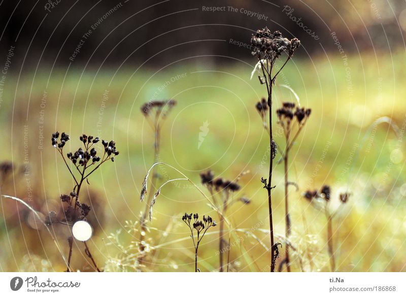 Trockenblumen Umwelt Natur Landschaft Wassertropfen Sonne Sonnenlicht Sommer Herbst Pflanze Gras Sträucher Blatt Blüte Wildpflanze Gewöhnliche Schafgarbe Wiese