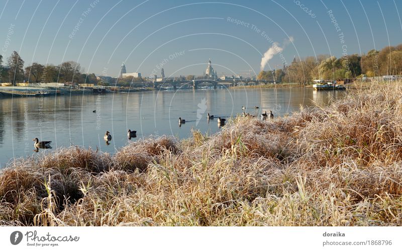 Elbufer in Dresden Hauptstadt Kirche Sehenswürdigkeit Wahrzeichen Denkmal Frauenkirche Binnenschifffahrt Fähre Wildtier Vogel Tiergruppe Gelassenheit Idylle