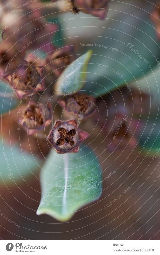 verwelkte Blüte zwischen grünen Blättern Umwelt Natur Pflanze Herbst Dürre Nutzpflanze Wildpflanze braun Verfall Vergänglichkeit Gegenteil vertrocknet