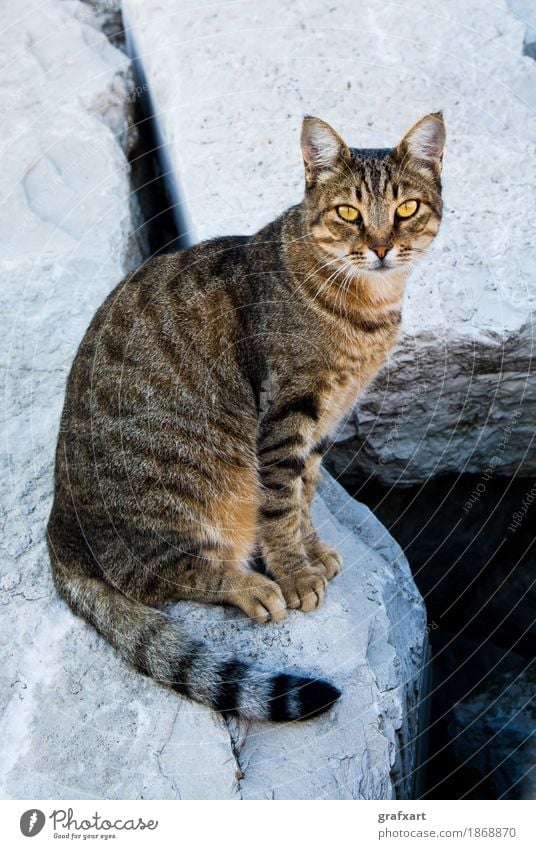 Katze sitzt auf Felsen Hauskatze Tigerfellmuster Haustier schön Auge Wachsamkeit Tier Fell Gesicht Jäger Natur Blick Schwanz sitzen Stein warten