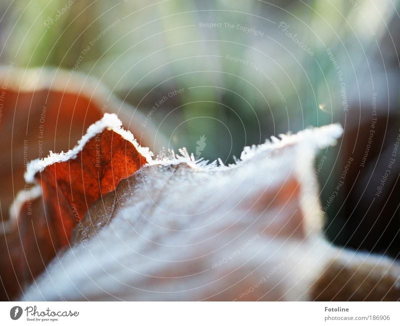 Herbst vs Winter Umwelt Natur Pflanze Wasser Sonnenlicht Klima Wetter Schönes Wetter Eis Frost Baum Gras Blatt Park Coolness hell kalt braun grün weiß Buche