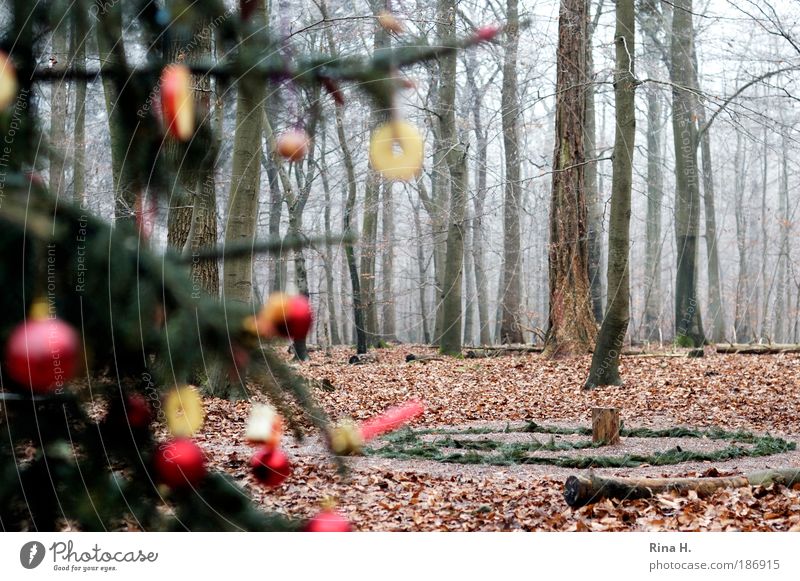 Weihnachtensbaum im Wald Natur Landschaft Winter authentisch außergewöhnlich grün rot Gefühle Freude Glück Vorfreude Zusammensein Glaube Einsamkeit