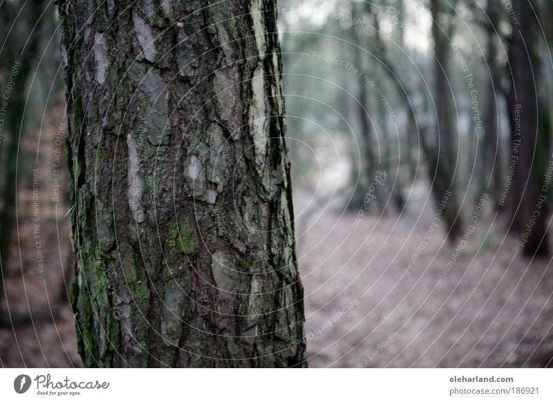 Stille Wohlgefühl ruhig Jagd Ausflug Gartenarbeit Landwirtschaft Forstwirtschaft Natur Baum Wald Fußgänger Wege & Pfade atmen entdecken genießen träumen wild