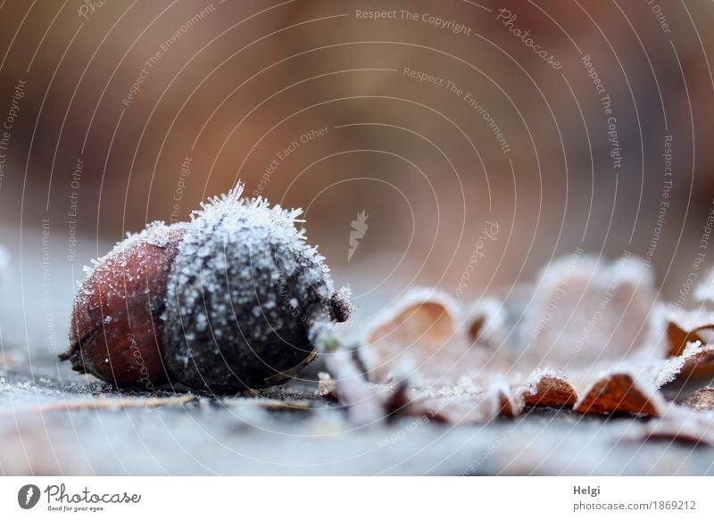 eisig dekoriert Umwelt Natur Pflanze Herbst Schönes Wetter Eis Frost Blatt Eicheln Park frieren liegen dehydrieren authentisch außergewöhnlich kalt klein