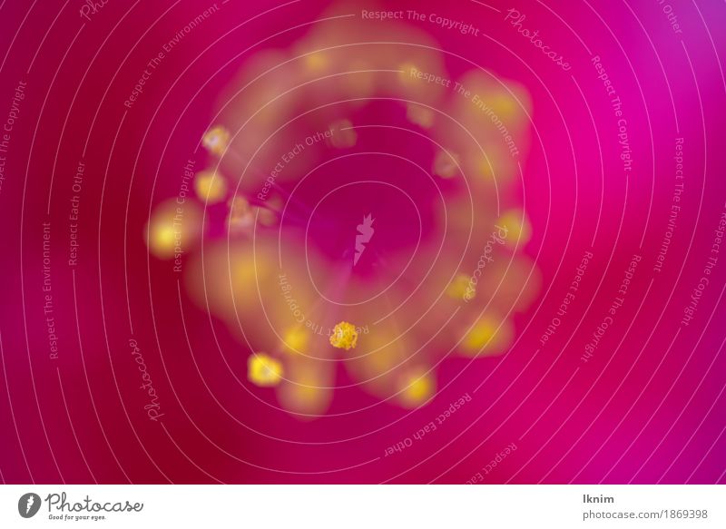 gelbe Stamina einer roten Blüte, Makroaufnahme Natur Pflanze Blume rosa Staubfäden Pollen Blütenknospen Blütenstempel Farbfoto mehrfarbig Nahaufnahme